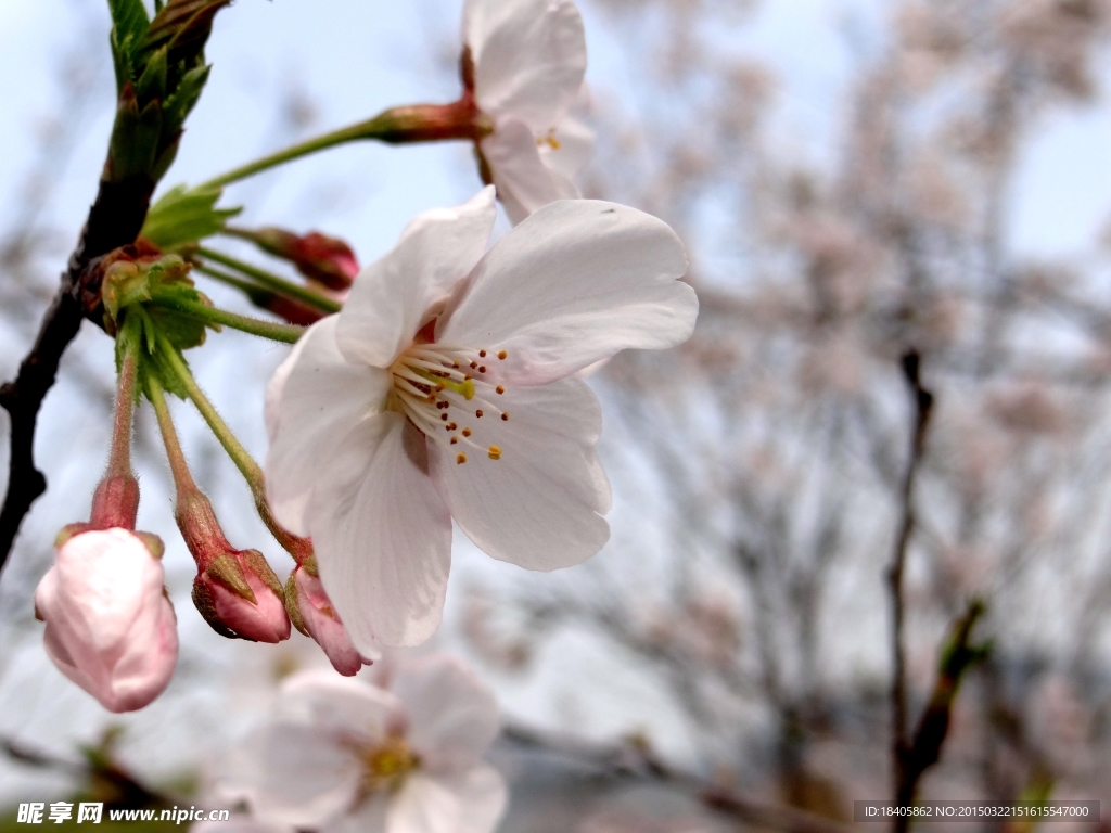櫻花
