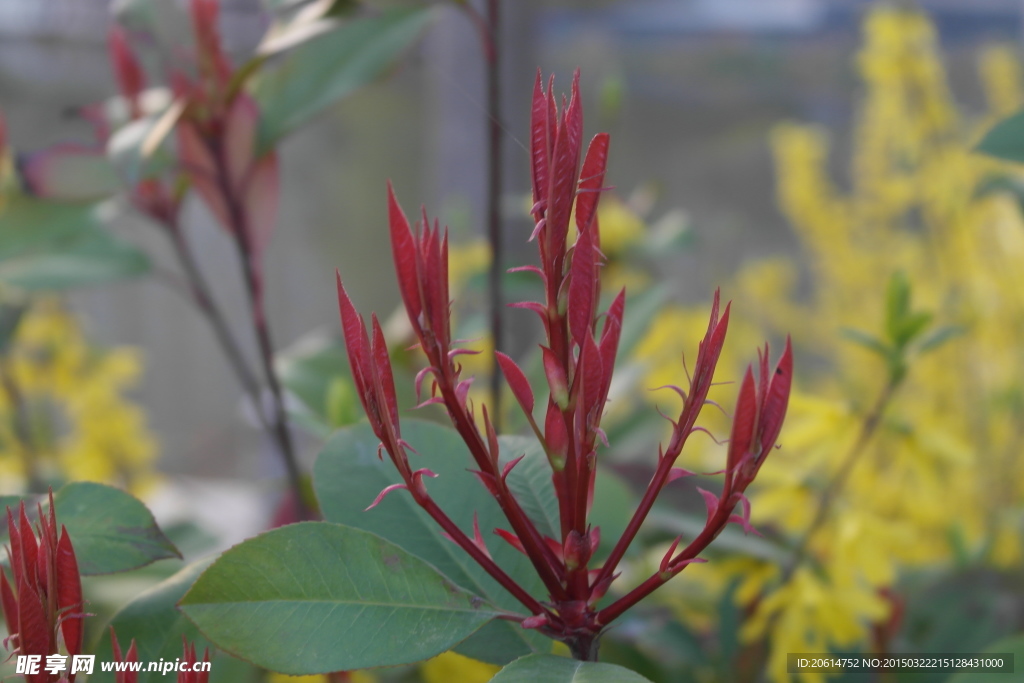 小樹發芽