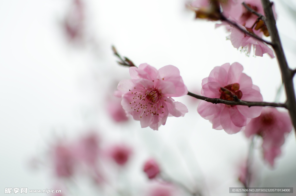 梅花