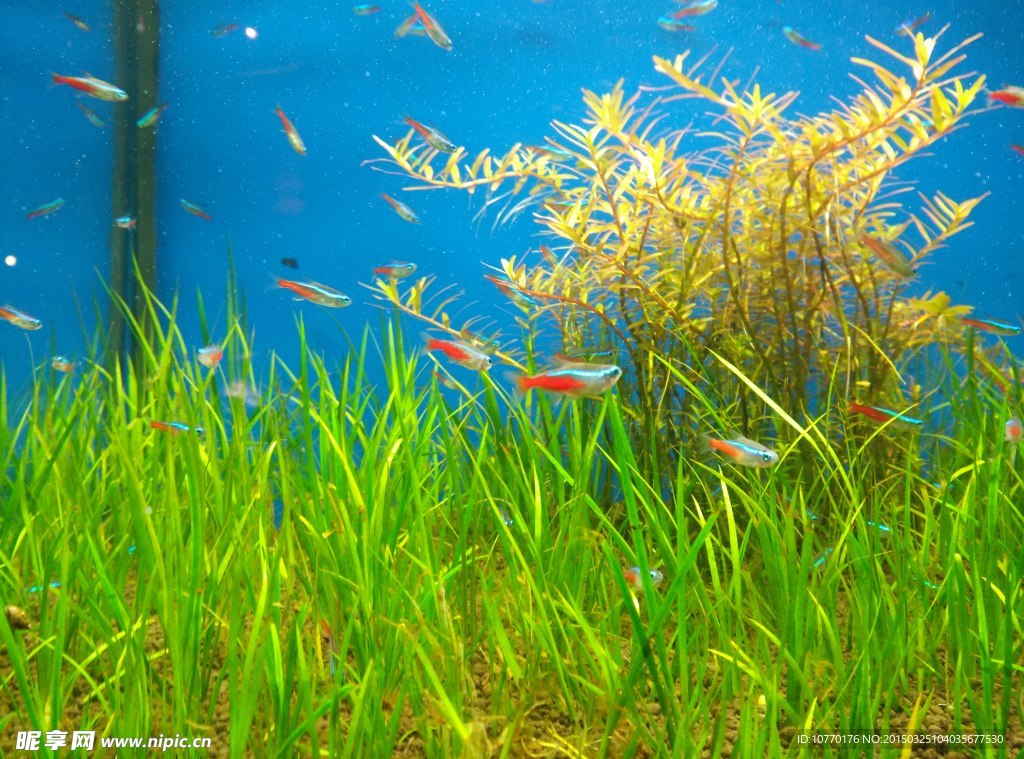 小魚