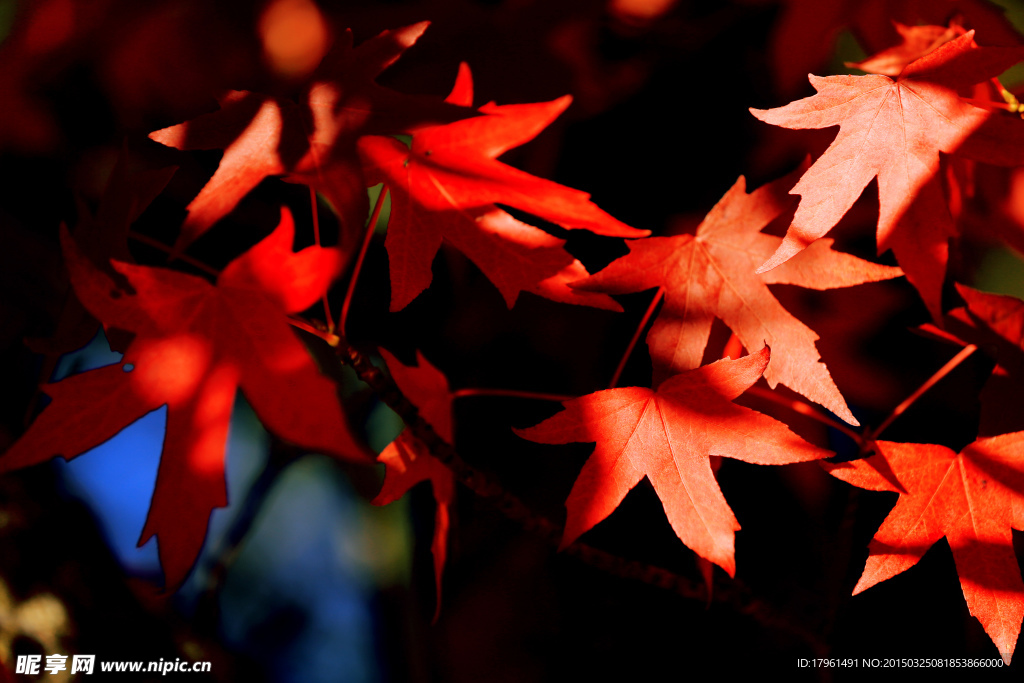 唯美紅葉