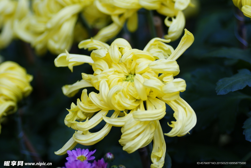 菊花 攝影