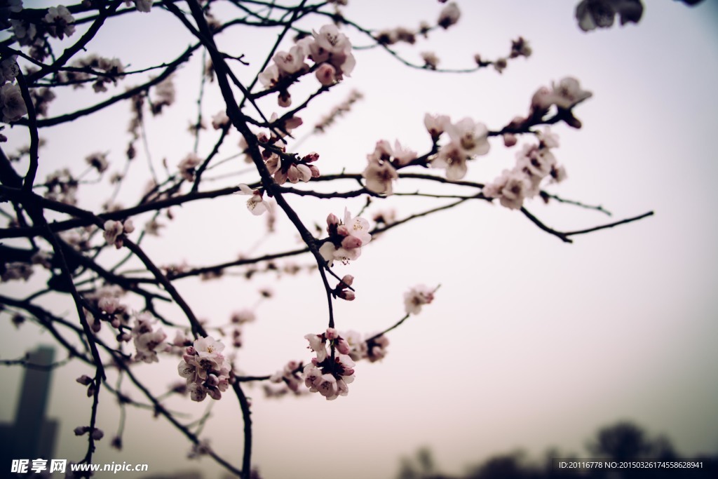 桃花