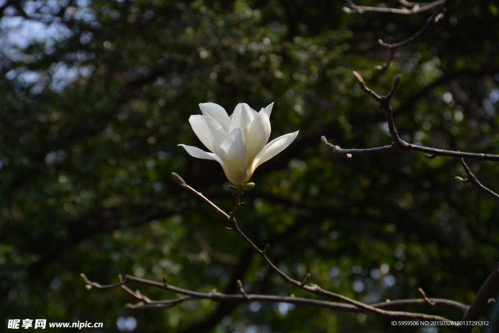 玉蘭花