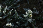 草叶上的冰霜
