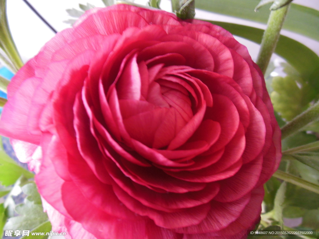 芹葉牡丹