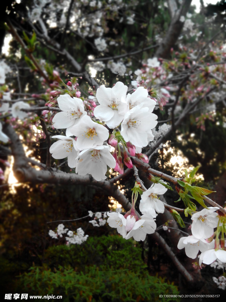 花，櫻花