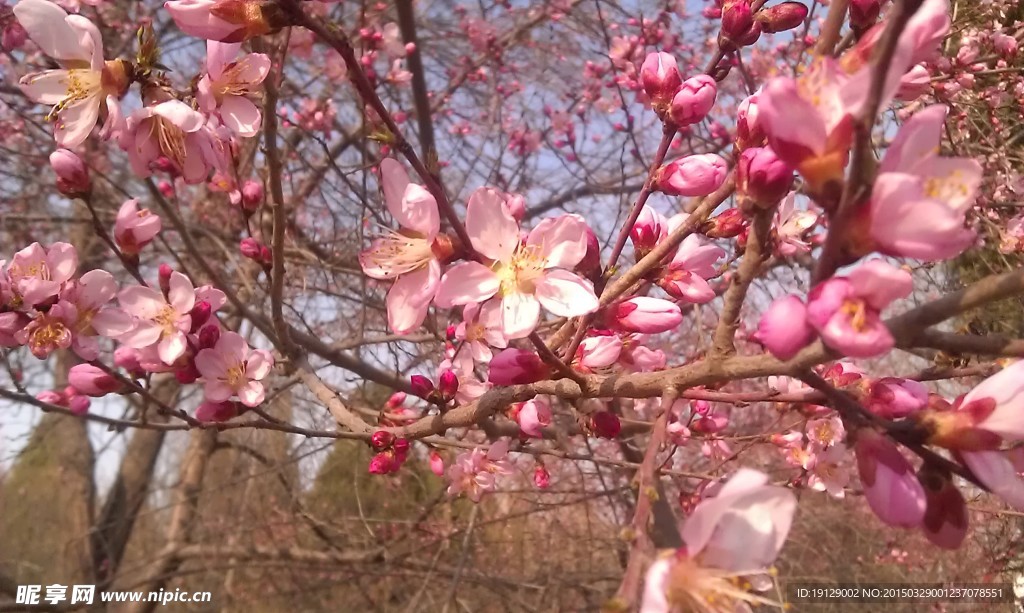 盛開的桃花