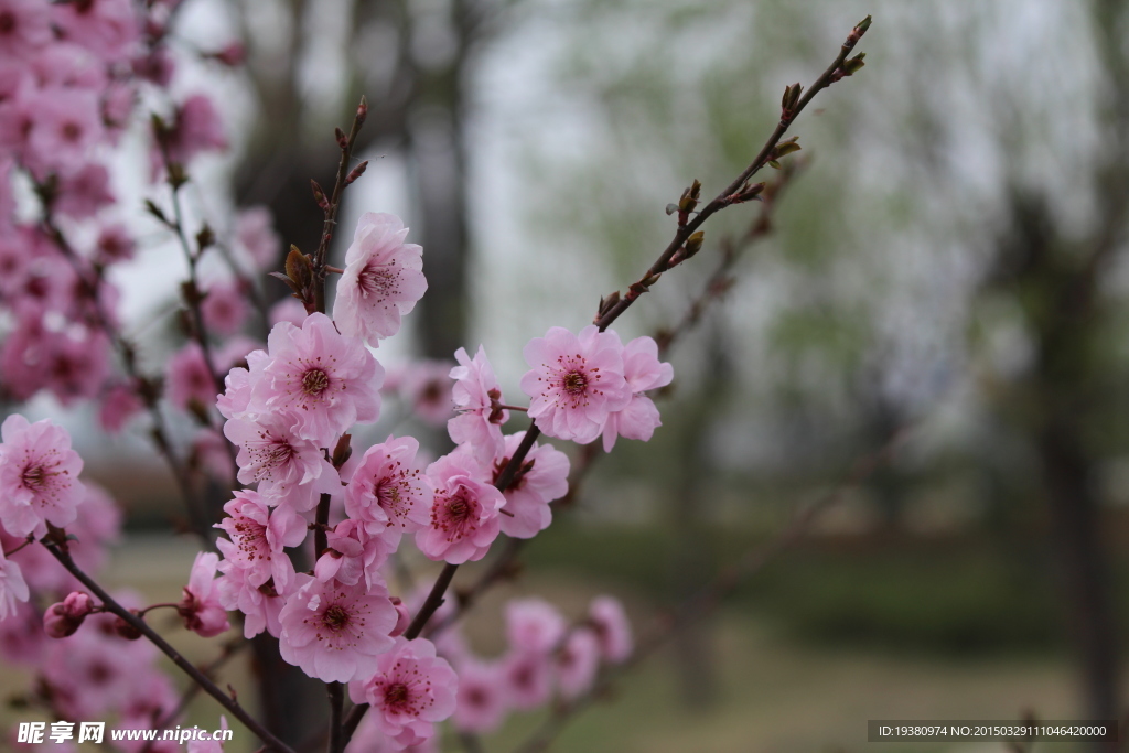 春花