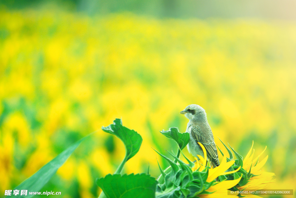 花中鳥
