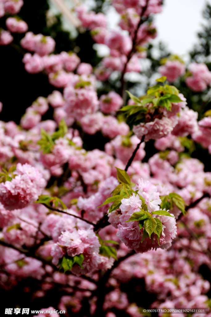 百花爭艷