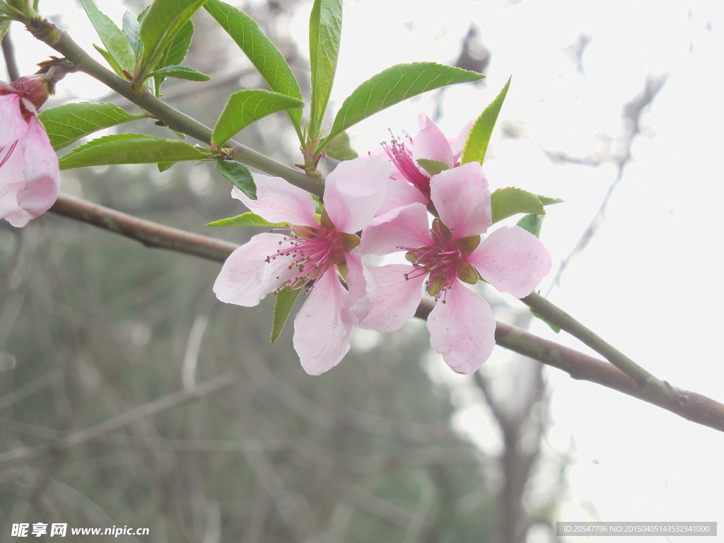 桃花