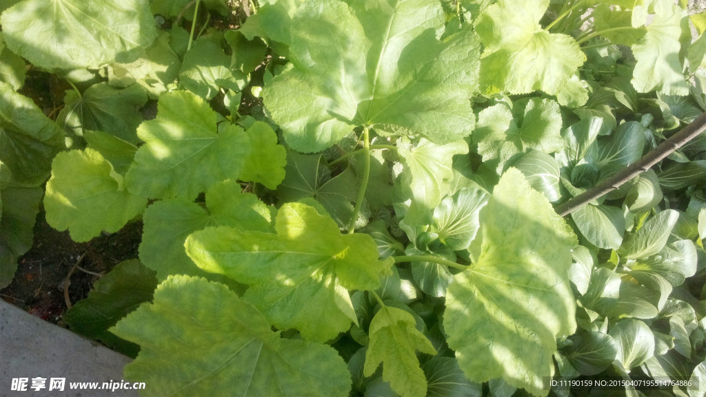 綠葉青菜