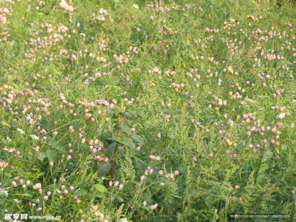 田園野花