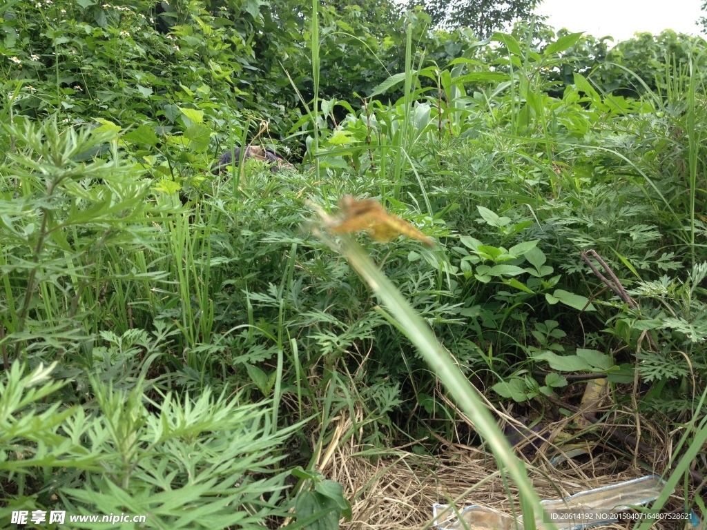 蜻蜓