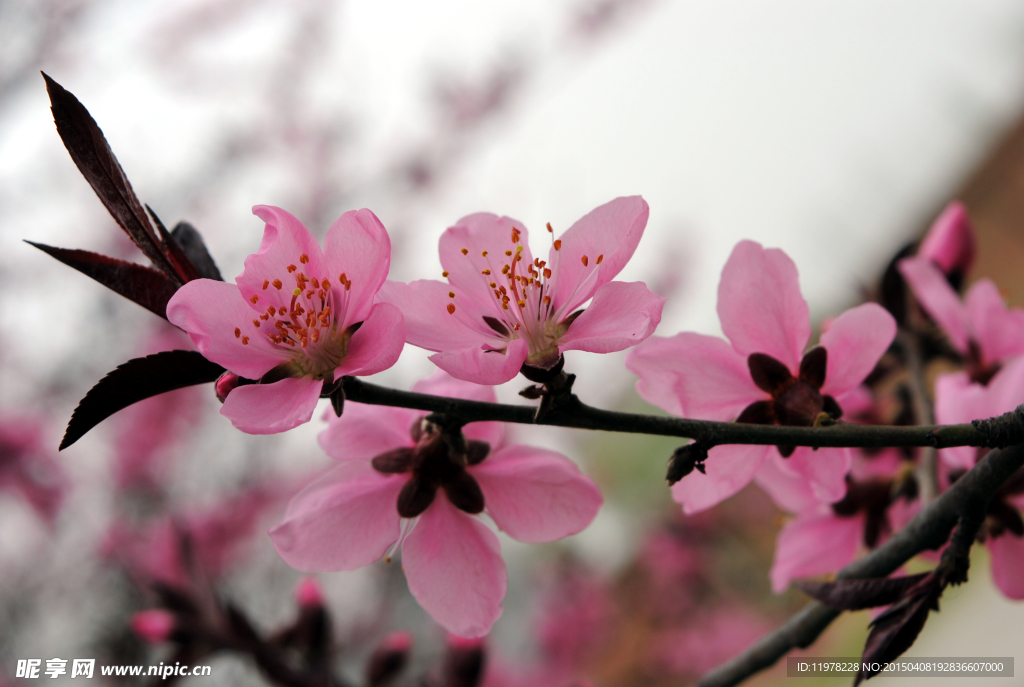 桃花