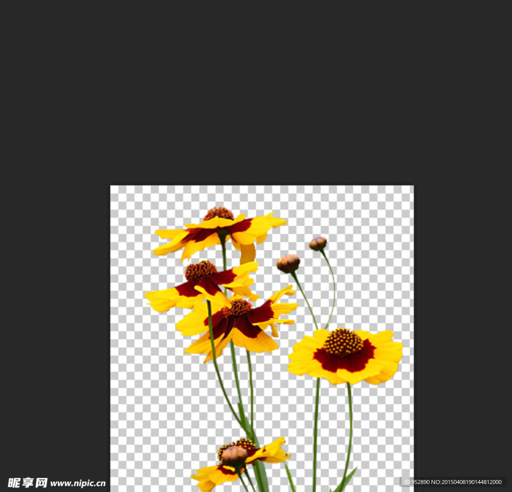 天山雪菊 雪菊 菊花