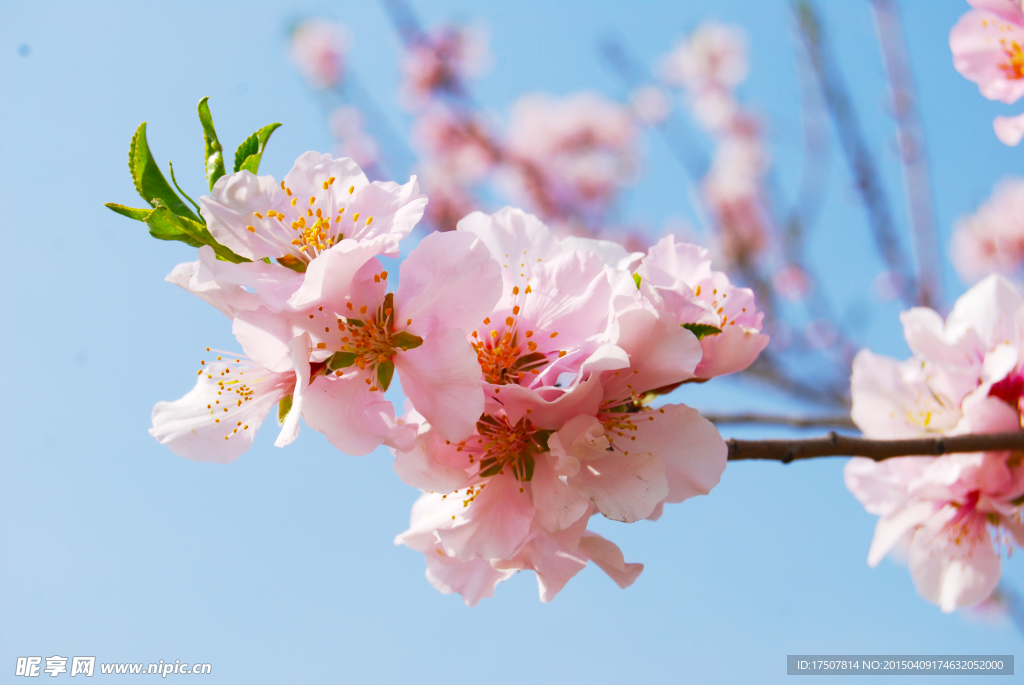 桃花