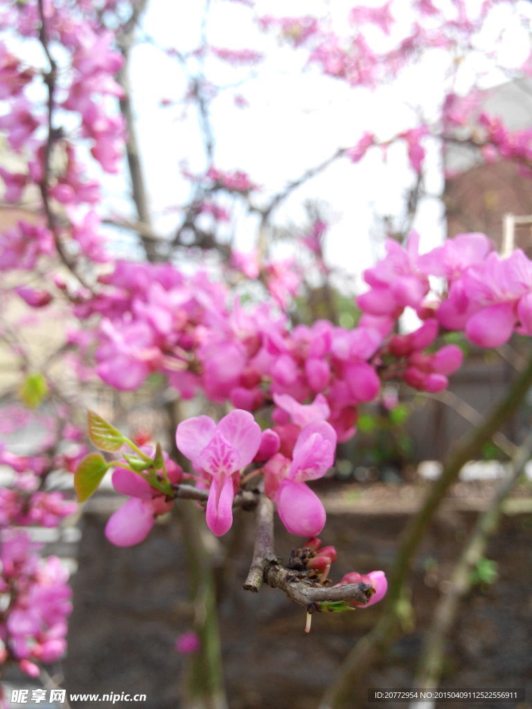 櫻花