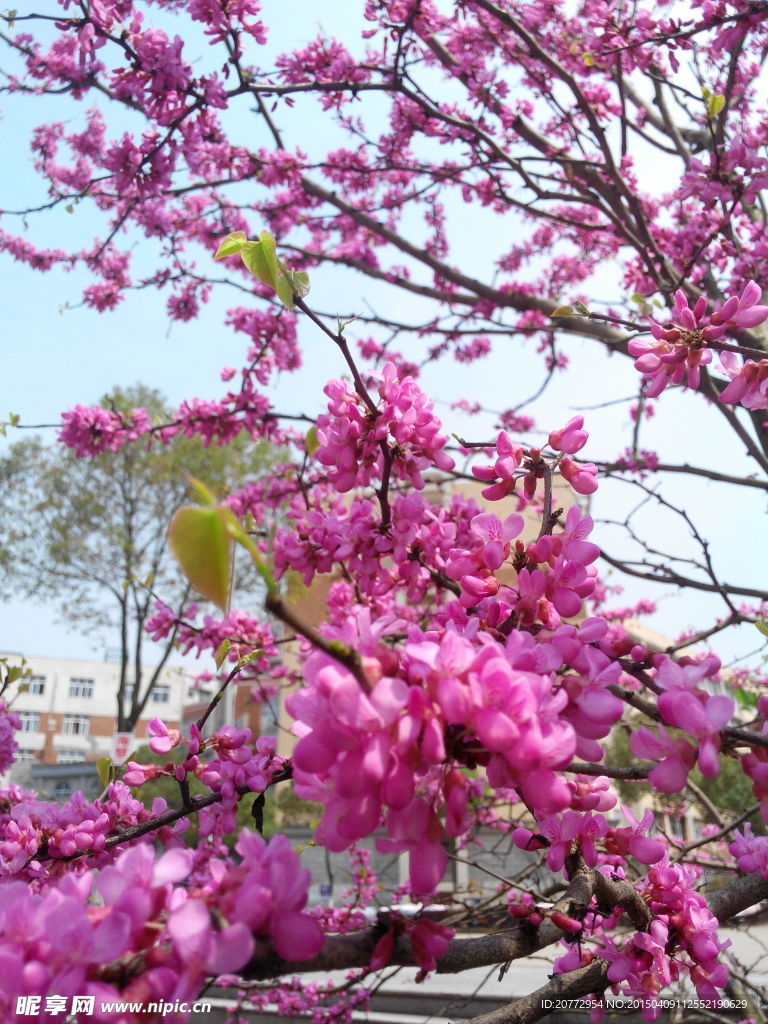 櫻花