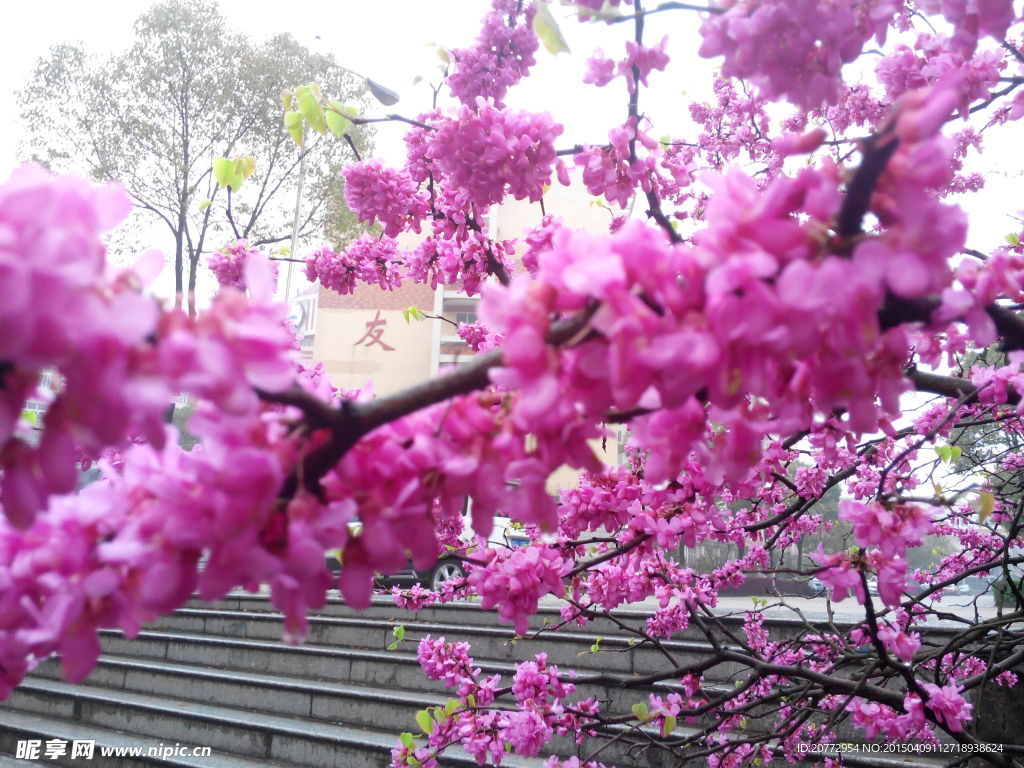 櫻花