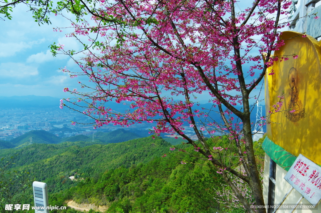 樱花山水