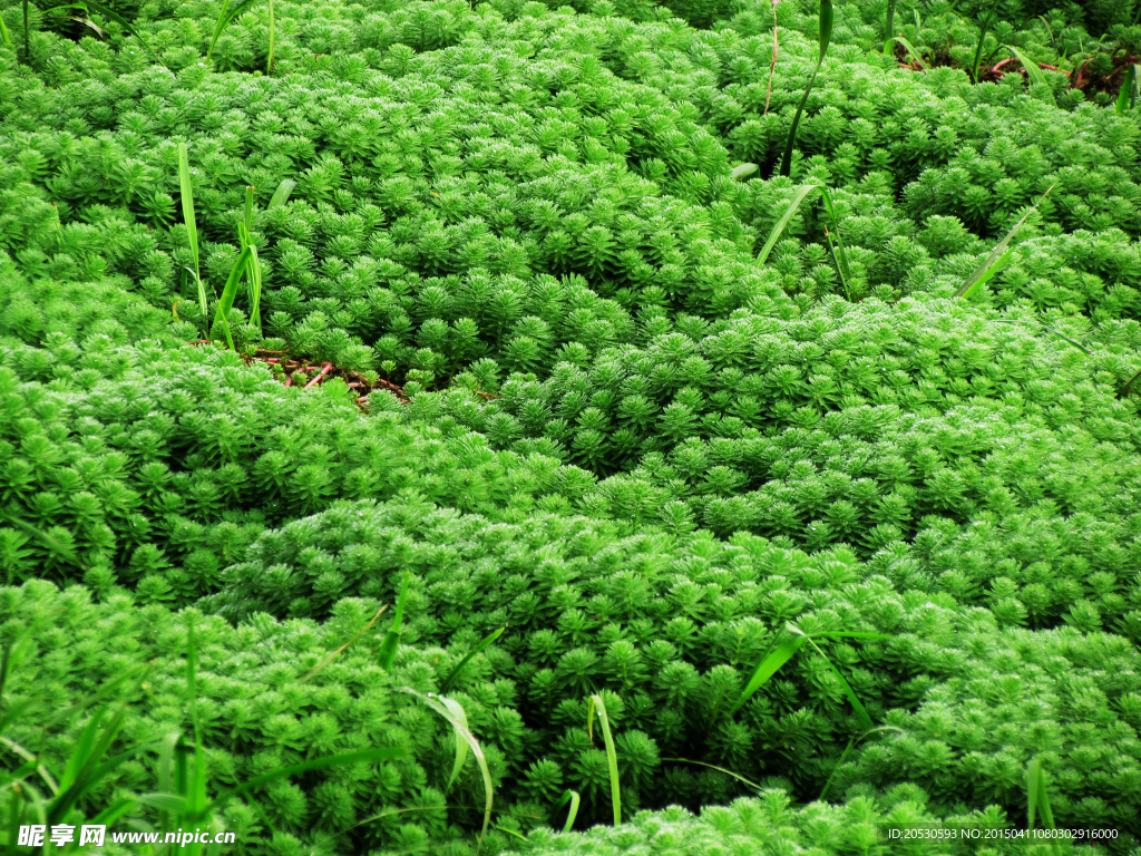 绿色的水草