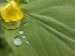 雨滴小花
