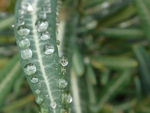 雨后樹葉