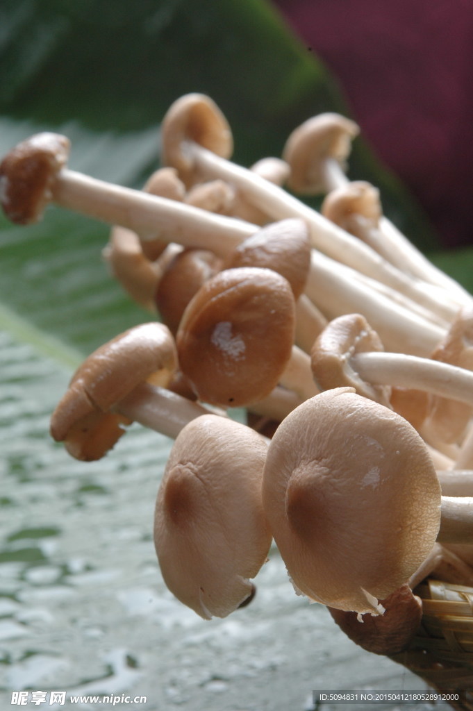 茶樹菇