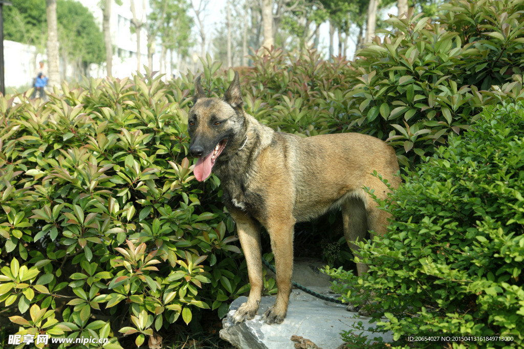 寵物  馬犬