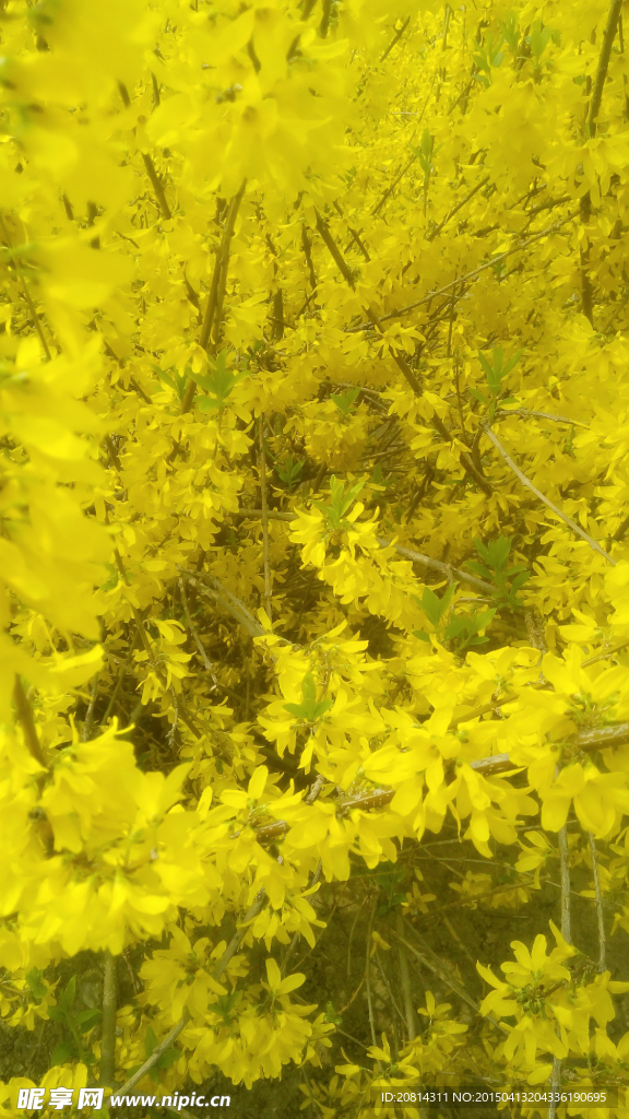 黃花