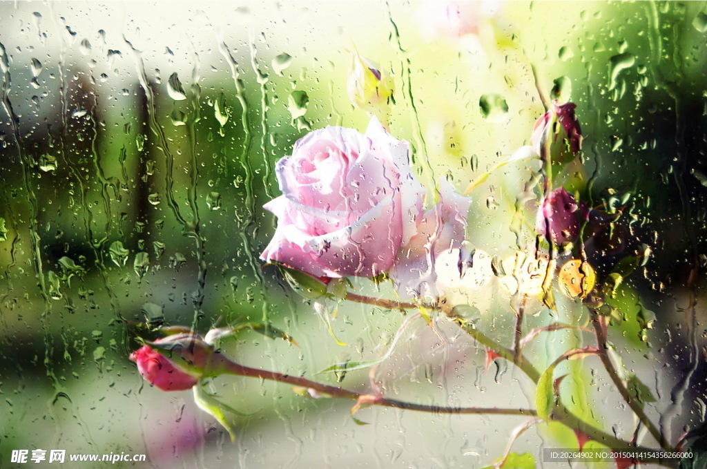雨中玫瑰花