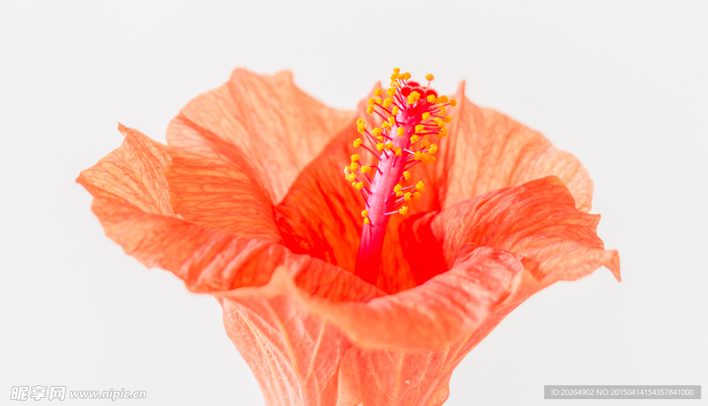 紅色花朵