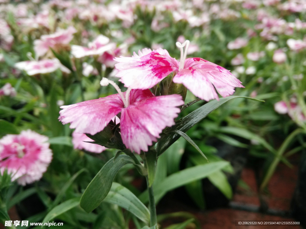 曉園公園長春花