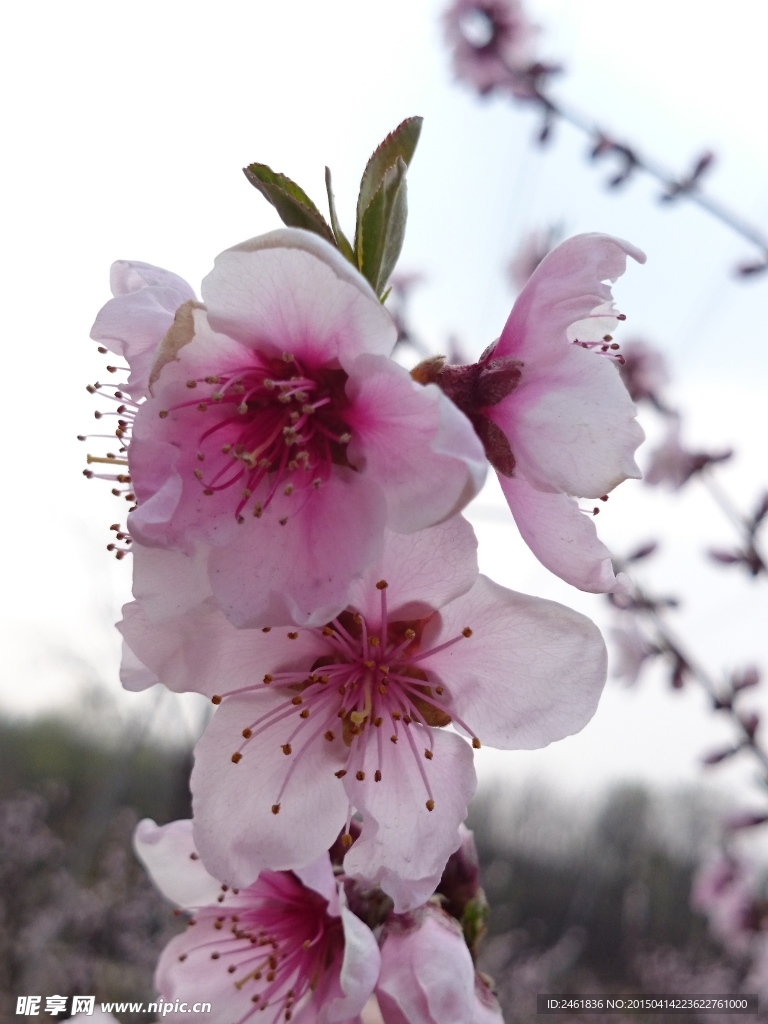 平谷桃花