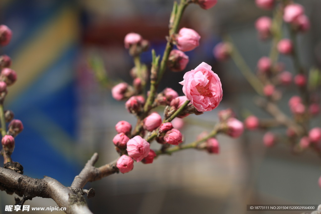 粉色桃花特寫(xiě)