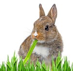 吃草的小兔