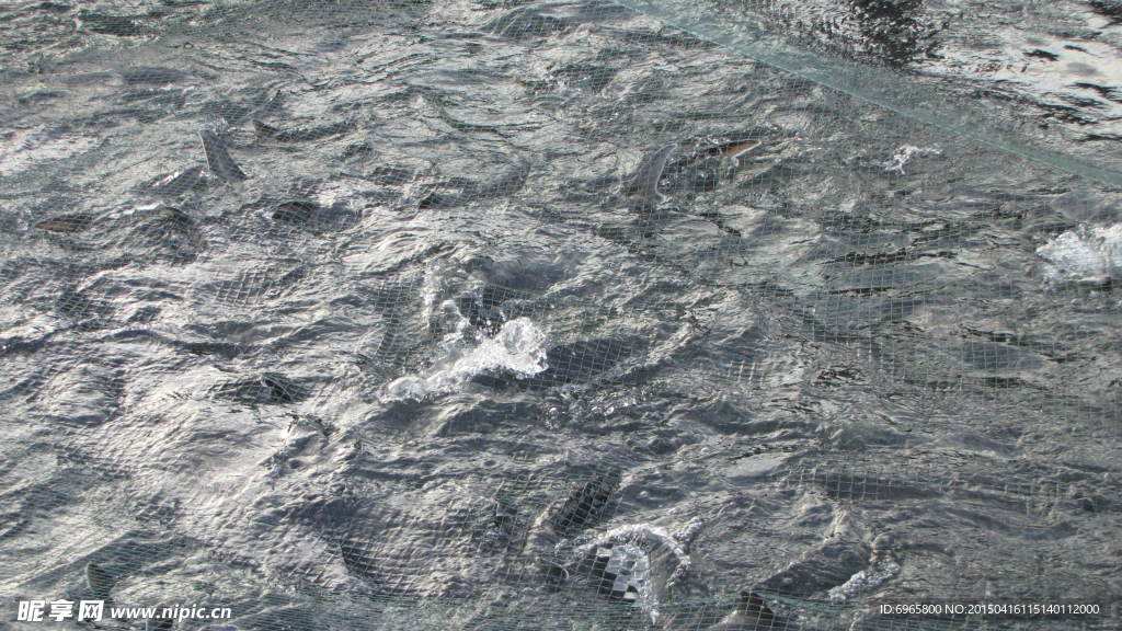 鱘魚