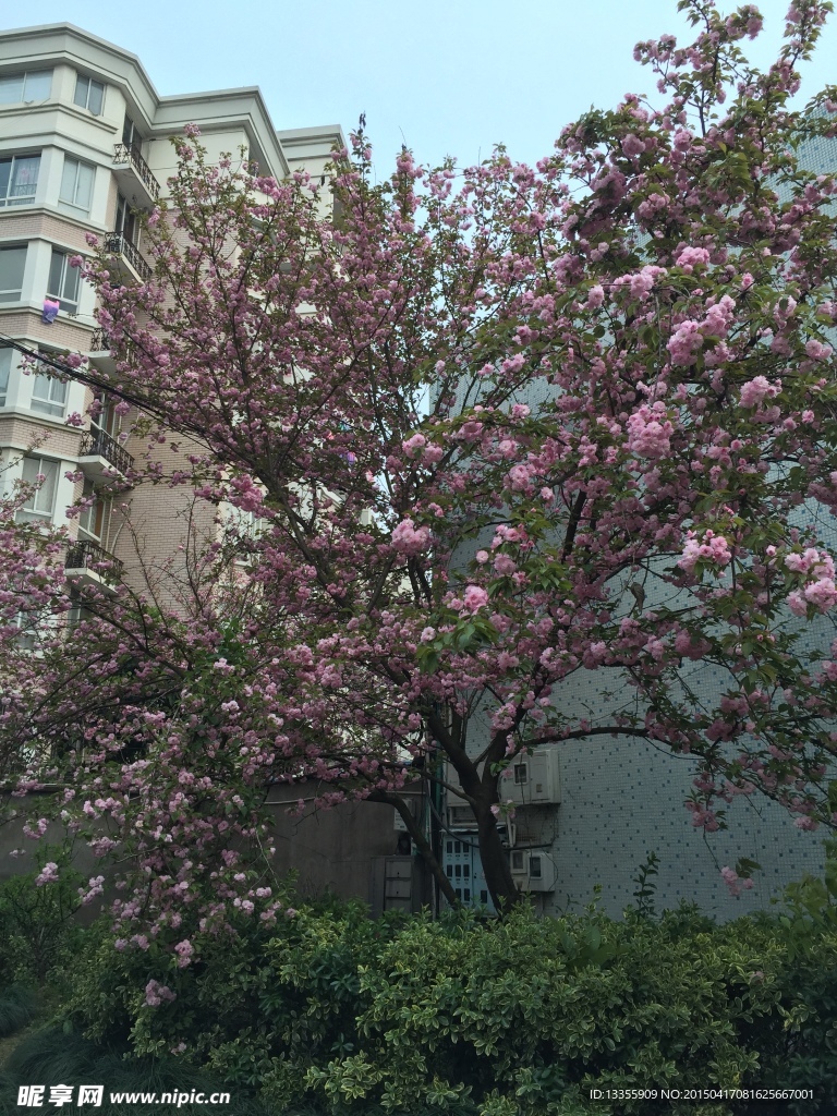 春季花