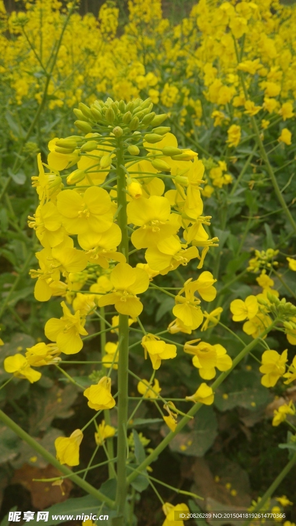 油菜花
