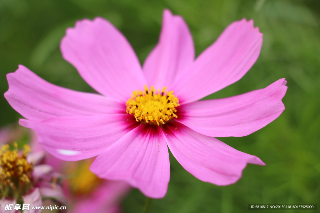 波斯菊