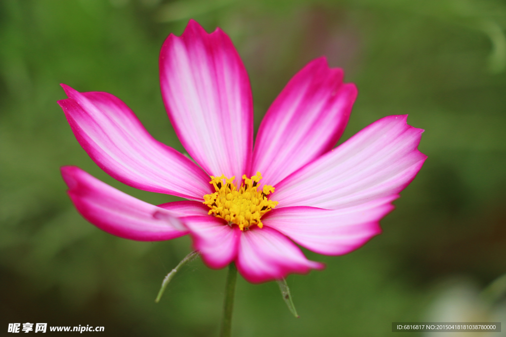 波斯菊
