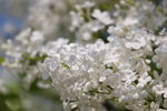 春天里簇拥的洁白花朵