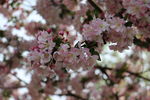 春天粉红色海棠