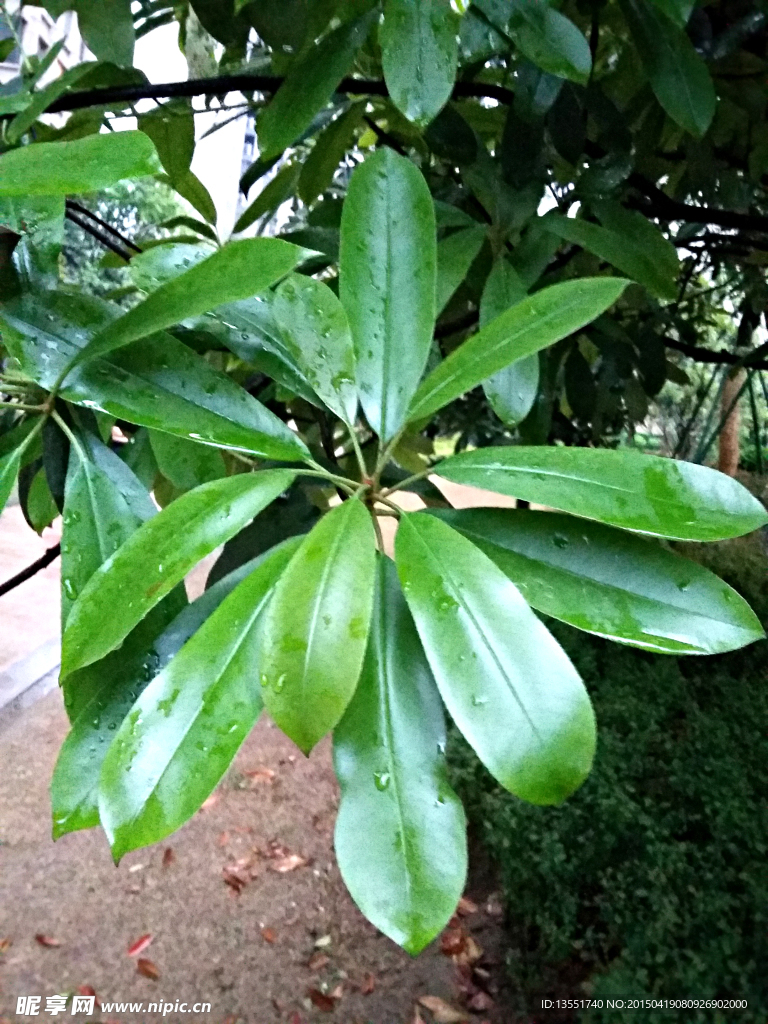 石楠