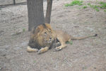 野生动物园狮子