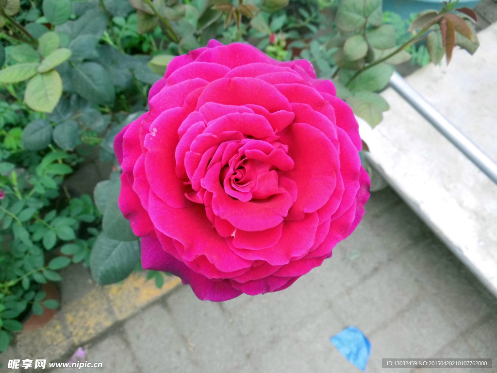 華