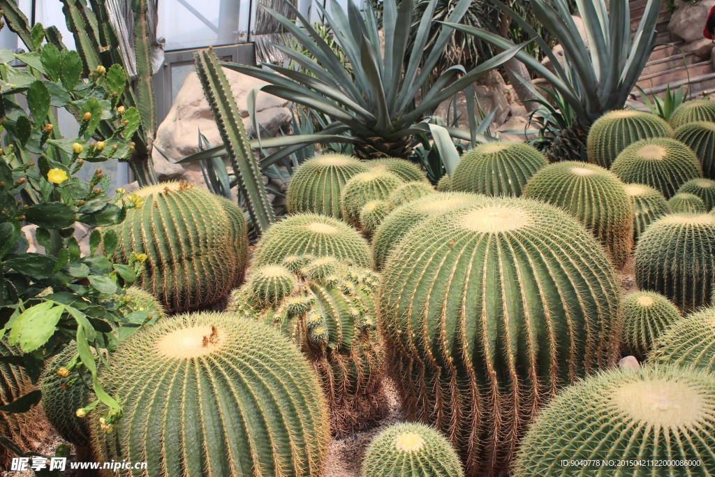 仙人掌 仙人球 植物 熱帶植物