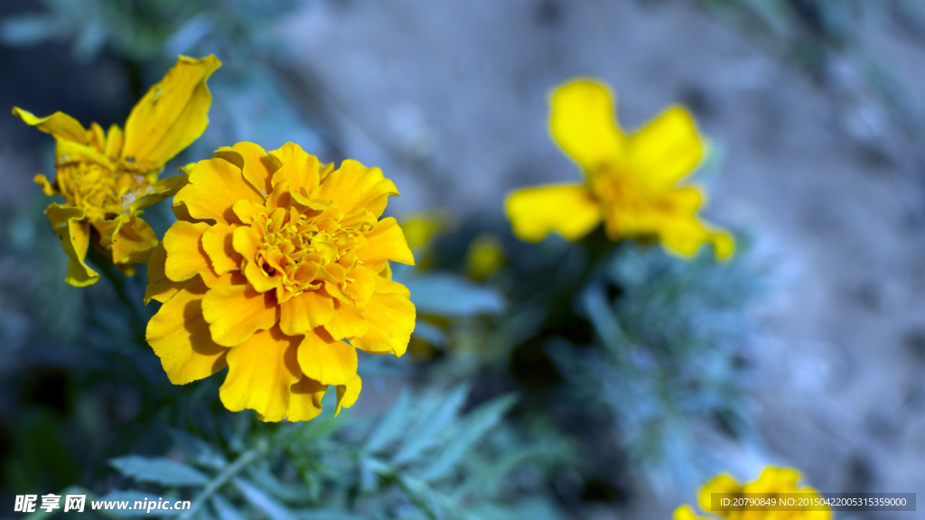 花